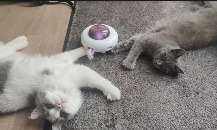 Charly & Daisy auf Instagram: Unsere Genossenschafts- Katzen zeigen, wie man mit Stil, Haltung und Katzenbaum als Wohnungskatze lebt.